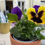 Photo n°6 de l'avis de Herman.e fait le 27/04/2023 à 17:43 sur le  Ti's Café à Minheim