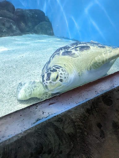 Aquarium «Toledo Zoo Aquarium», reviews and photos, 2700 Broadway St, Toledo, OH 43609, USA