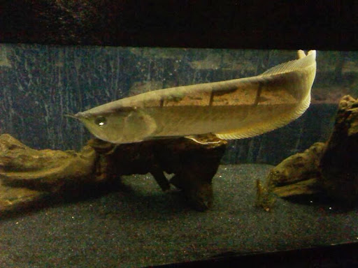 Pet Store «Olathe Pet Shop», reviews and photos, 16651 151st St, Olathe, KS 66062, USA