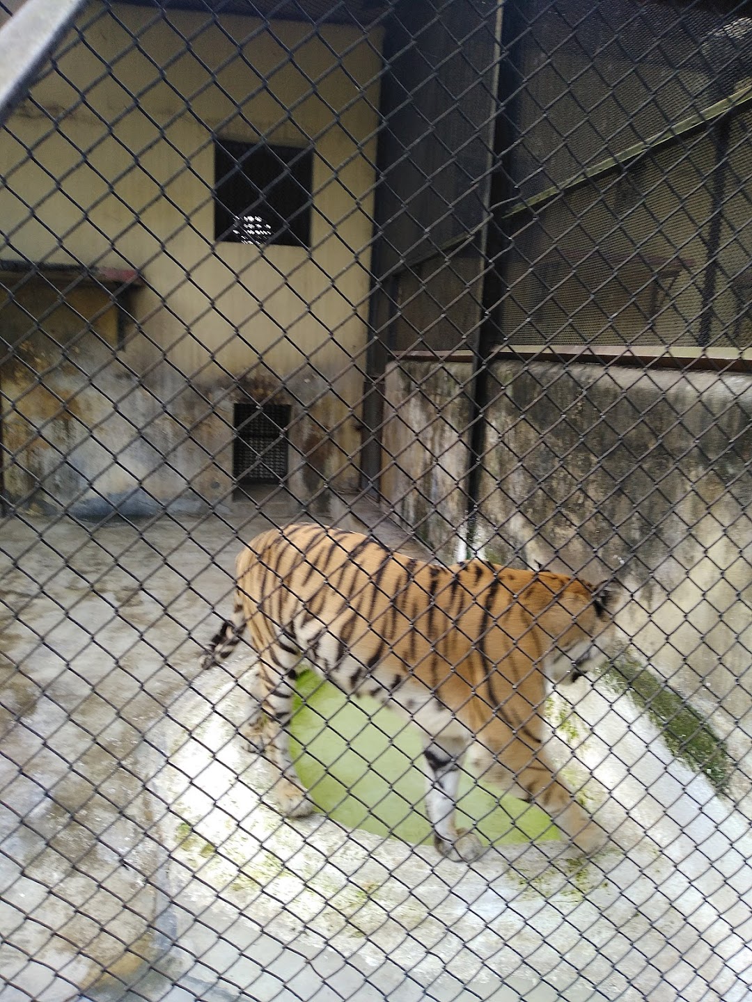 Royal Bengal Tiger Open Enclosure