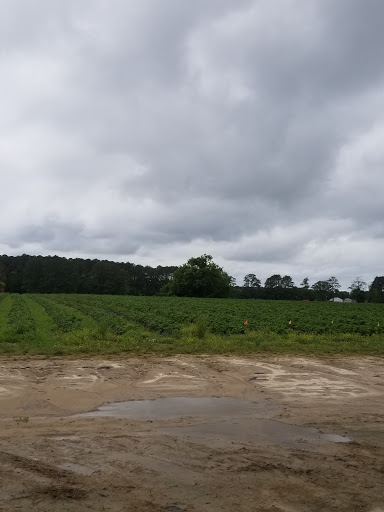 Fruit and Vegetable Store «Henley Farm», reviews and photos, 3513 Charity Neck Rd, Virginia Beach, VA 23456, USA