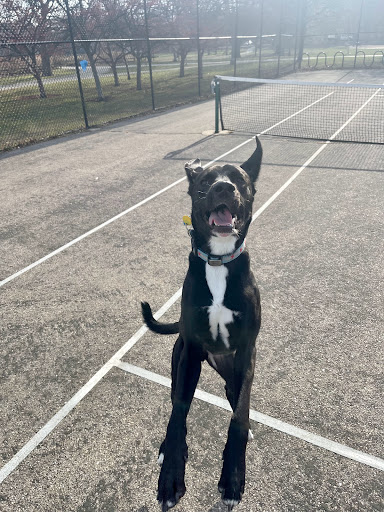 Park «Winnemac Park», reviews and photos, 5100 N Leavitt St, Chicago, IL 60625, USA