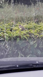 Photo n°34 de New Café De La Gare PMU et FDJ et MONDIAL RELAY et COLIS PRIVE et TNT et GLS De Villers St Paul à Villers-Saint-Paul ()