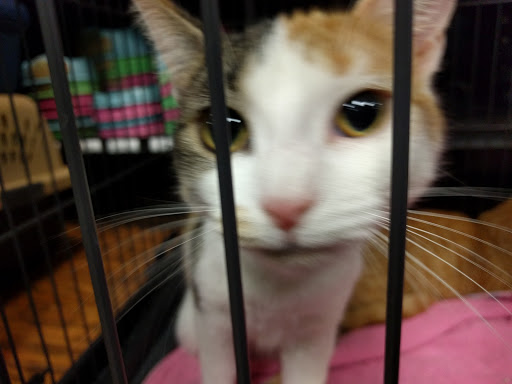 Pet Supply Store «EarthWise Pet Supply», reviews and photos, 7316 Yankee Rd, Liberty Township, OH 45044, USA