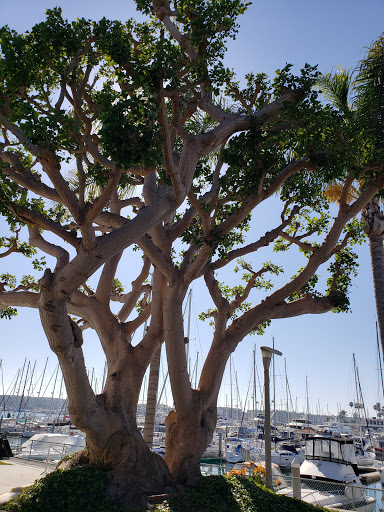 Yacht Club «California Yacht Club», reviews and photos, 4469 Admiralty Way, Marina Del Rey, CA 90292, USA