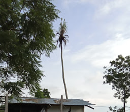 Rumah Bakau Jayapura photo