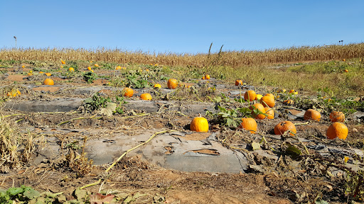 Farm «Jaemor Farms», reviews and photos, 5340 Cornelia Hwy, Alto, GA 30510, USA