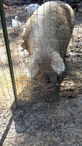 Gift Shop «River Birch Gifts», reviews and photos, 5944 General Puller Hwy, Locust Hill, VA 23092, USA