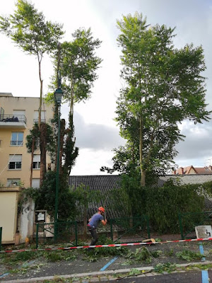 Monot Elagage à Les Pavillons-sous-Bois