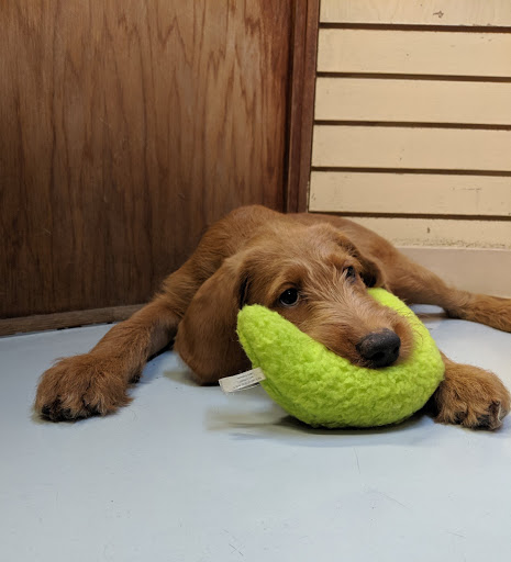 Pet Store «Pet Express», reviews and photos, 100 Independence Way, Danvers, MA 01923, USA