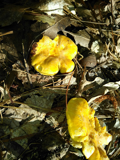 Playground «Varney Playground», reviews and photos, 45 Varney Ave, North Chelmsford, MA 01863, USA