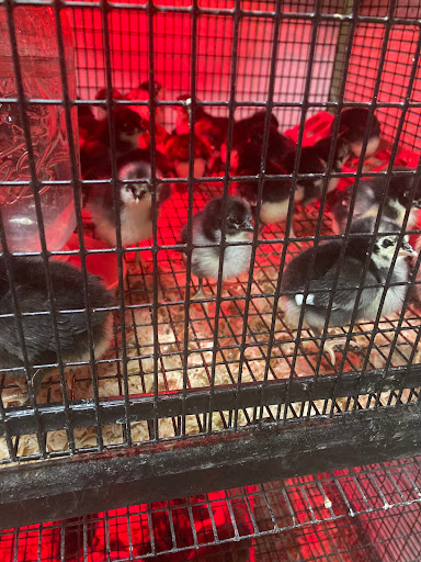 Pet Supply Store «Pickering Valley Feed & Farm Store», reviews and photos, 305 Gordon Dr, Exton, PA 19341, USA