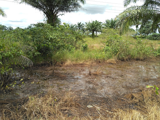 Ibru Aviary, Otor - Eboh Road, Nigeria, Zoo, state Delta