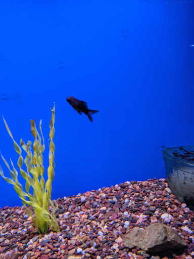 Tropical Fish Store «Tropi-Quatics Pet Center», reviews and photos, 337 S Main St, Lombard, IL 60148, USA