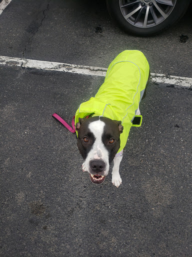 Pet Supply Store «PetSmart», reviews and photos, 4654 Milestone Ln, Castle Rock, CO 80104, USA