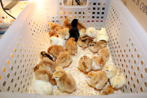 Pet Supply Store «El Granero Feed & Pet Supplies», reviews and photos, 2228 Church Ln, San Pablo, CA 94806, USA