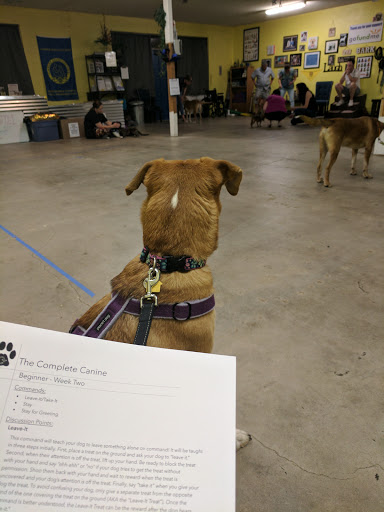 Dog trainer Tucson