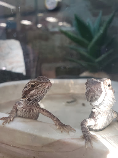 Pet Supply Store «Petco Animal Supplies», reviews and photos, 2005 Crow Canyon Pl, San Ramon, CA 94583, USA