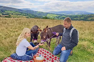 Good Day Out Walks with Mini Donkeys image