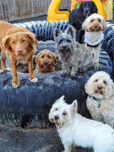 Needham Canine Adventures - Dog trainer