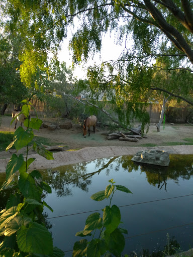 Zoo «El Paso Zoo», reviews and photos, 4001 E Paisano Dr, El Paso, TX 79905, USA