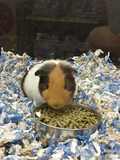 Pet Supply Store «PetSmart», reviews and photos, 2020 SW Westport Dr, Topeka, KS 66604, USA