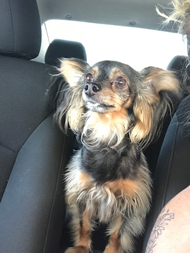 Sayers Animal Hospital