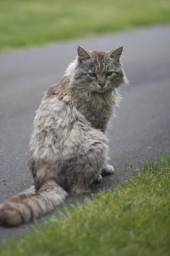 Animal Shelter «Oregon Humane Society», reviews and photos
