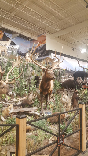 Outdoor Sports Store «Field & Stream», reviews and photos, 800 Brevard Rd #901, Asheville, NC 28806, USA