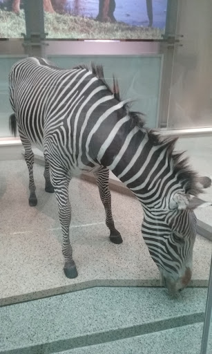 Gift Shop «Smithsonian Museum of Natural History Gift Shops», reviews and photos, 10th St NW & Constitution Avenue Northwest, Washington, DC 20004, USA