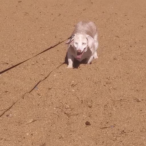 Lake Tahoe Cruises / MS Dixie II