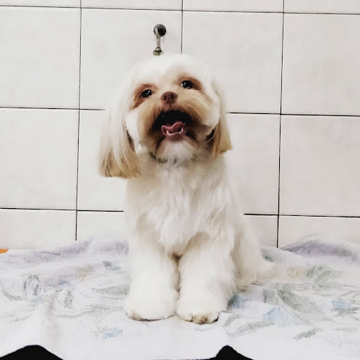 Pensioni per cani e dog hotel a Toeletta Dog & Cat