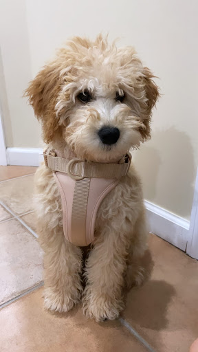 Pet Store «The Puppy Store», reviews and photos, 1163 Merrick Ave, Merrick, NY 11566, USA