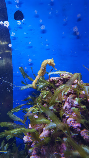 Aquarium «Aquarium World», reviews and photos, 13157 Northwest Fwy, Houston, TX 77040, USA