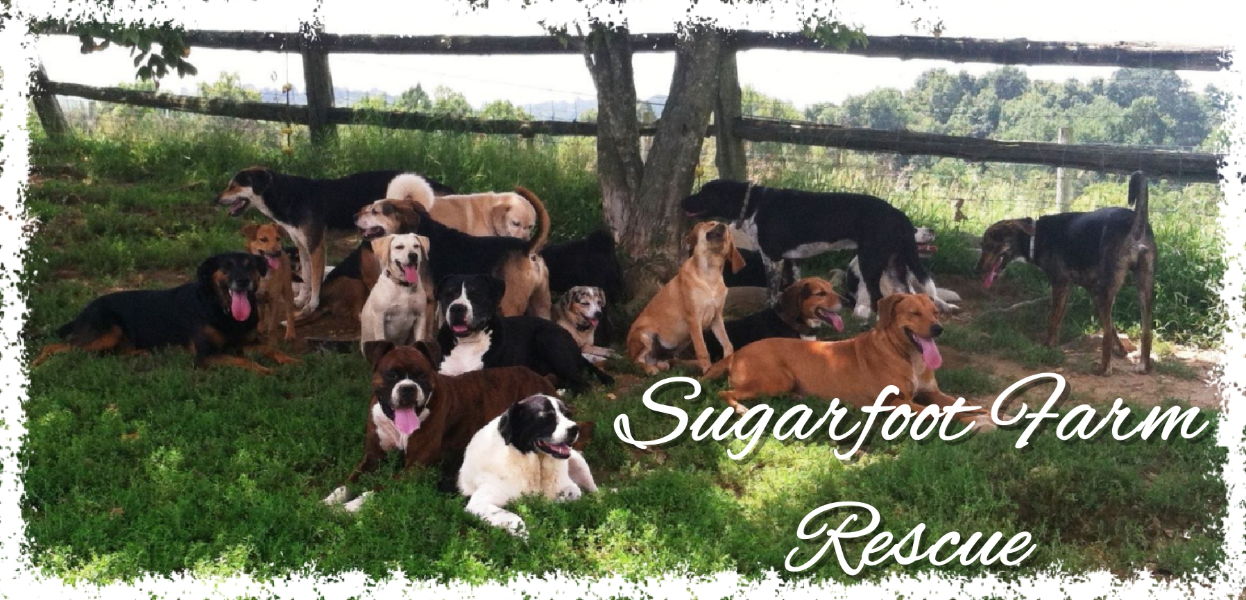 Sugarfoot Farm Rescue