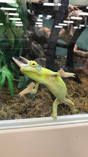 Pet Supply Store «Premier Pet Supply», reviews and photos, 15399 Merriman Rd, Livonia, MI 48154, USA