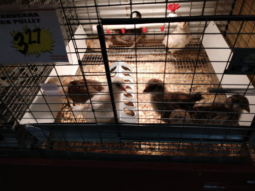 Hardware Store «Buchheit of Sparta», reviews and photos, 1817 N Market St, Sparta, IL 62286, USA