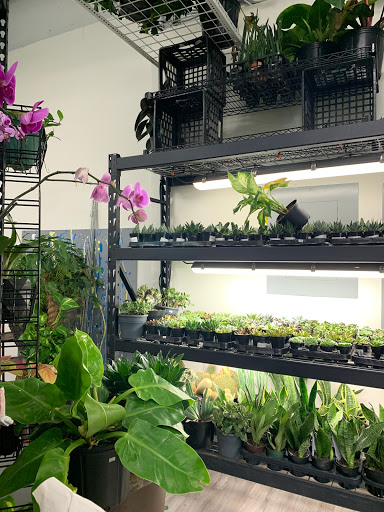 Wholesale Florist «Urban Jungle», reviews and photos, 2603 Sherman Ave NW, Washington, DC 20001, USA