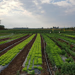 Photo n° 3 de l'avis de AUDRAN.O fait le 26/08/2020 à 09:39 pour Cueillette de la Ferme du Paradis 