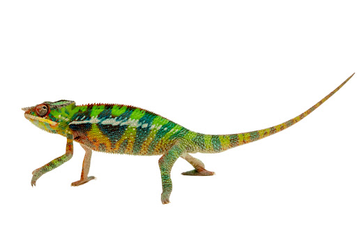 Pet Supply Store «Arcata Pet», reviews and photos, 600 F St #6, Arcata, CA 95521, USA