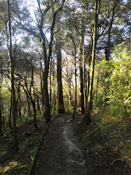 Manawatu Gorge Bush Walk (Ballance End) - Woodville