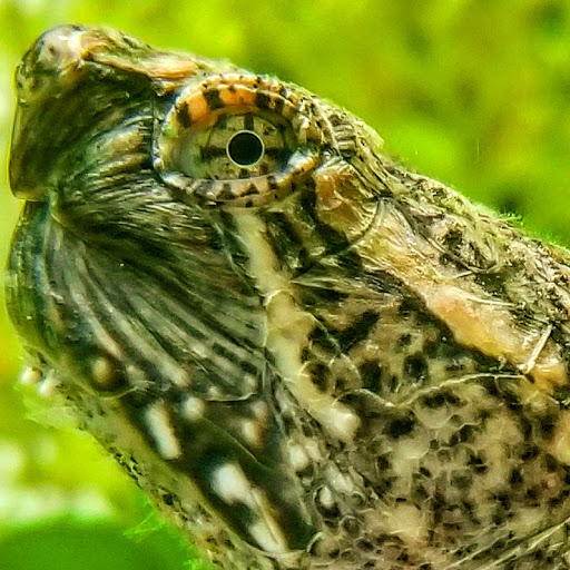 Pet Supply Store «PetSmart», reviews and photos, 8537 W Grand River Ave, Brighton, MI 48116, USA