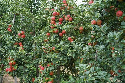 Produce Market «Parks Farms», reviews and photos, 525 NJ-24, Chester, NJ 07930, USA