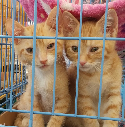 Pet Supply Store «Pet Supermarket», reviews and photos, 5000 Clyde Morris Blvd, Port Orange, FL 32127, USA