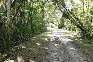 Palmito State Forest image