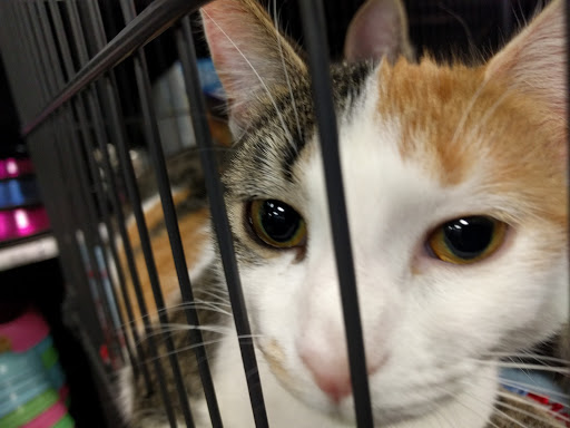 Pet Supply Store «EarthWise Pet Supply», reviews and photos, 7316 Yankee Rd, Liberty Township, OH 45044, USA