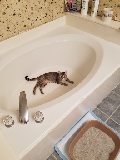 Pet Store «PetSmart», reviews and photos, 6545 North Grand Parkway West Suite 104, Spring, TX 77389, USA