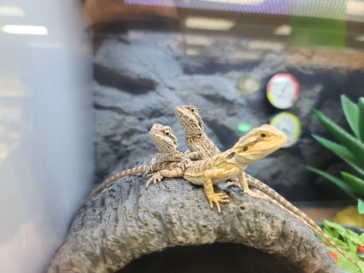 Pet Supply Store «Petco Animal Supplies», reviews and photos, 7215 170th Ave NE #115, Redmond, WA 98052, USA