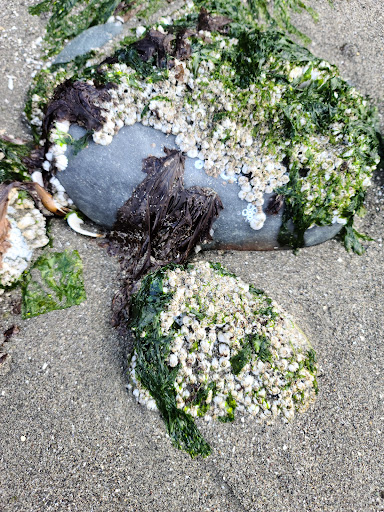 Park «Marine View Park», reviews and photos, 20945 Marine View Dr SW, Normandy Park, WA 98166, USA