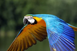 Parrot Wildlife Foundation image